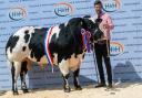 Overall champion and top price of 25,000gns was paid for Almeley Shaggy from SL Morgan   Photograph: Wayne Hutchinson