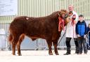 Eniver Toby from Michael McKeefry was supreme champion and sold for the top price of 8000gns