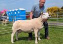 Overall sheep champion was this one crop Texel ewe from Willie Baird, Floors Farm, Eaglesham