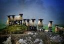 Stunning Blackface lambs captured in Ardeonaig, Perthshire
