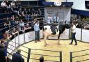 Denmire Ferraro Reba topped the sale at 8000gns