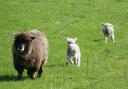 Ryeland ewes frolic in Aberdeenshire's spring sunshine near Methlick