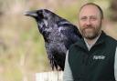 Raven's can decimate flocks of sheep