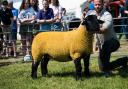 Suffolk champion from Stewart Lathangie Ref:RH180524304  Rob Haining / The Scottish Farmer...