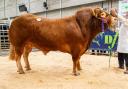 Overall Champion Lot 2 Wanthwaite Rolo sold for 6,500 Guineas from Mr W Barron