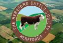 Hereford cattle society