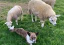 Raymond, the Cardigan Corgi, is seen hanging out with the sheep
