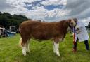 Davie Craig took the champion of champions with his Simmental heifer