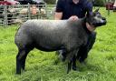 Hodges Gold Dust was Blue Texel champion, supreme sheep and overall champion of champions for John and Daniel Hodge