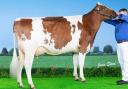Halmyre Urr FV Jinks leads flying trade at £3200