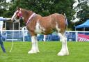 Champion was this mare from Kevin Wilson