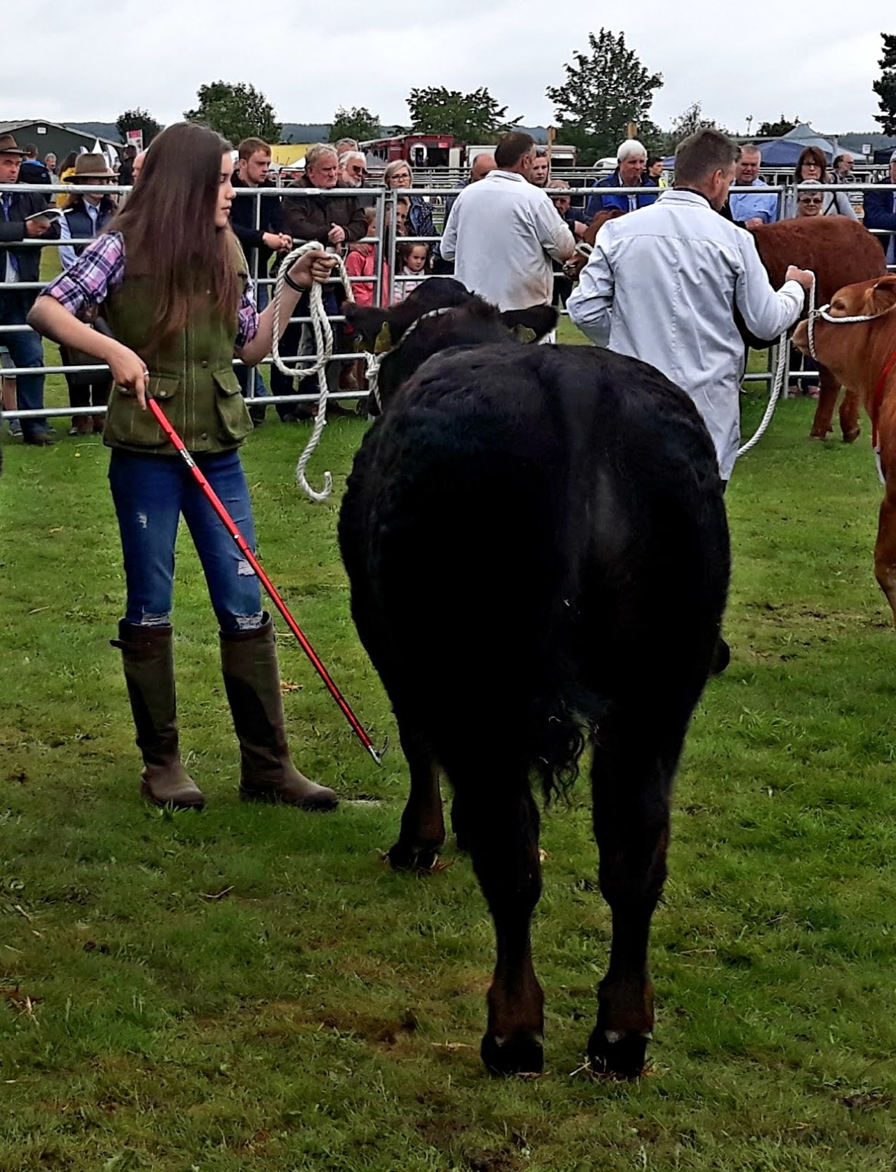 Concentration in the show ring is key 