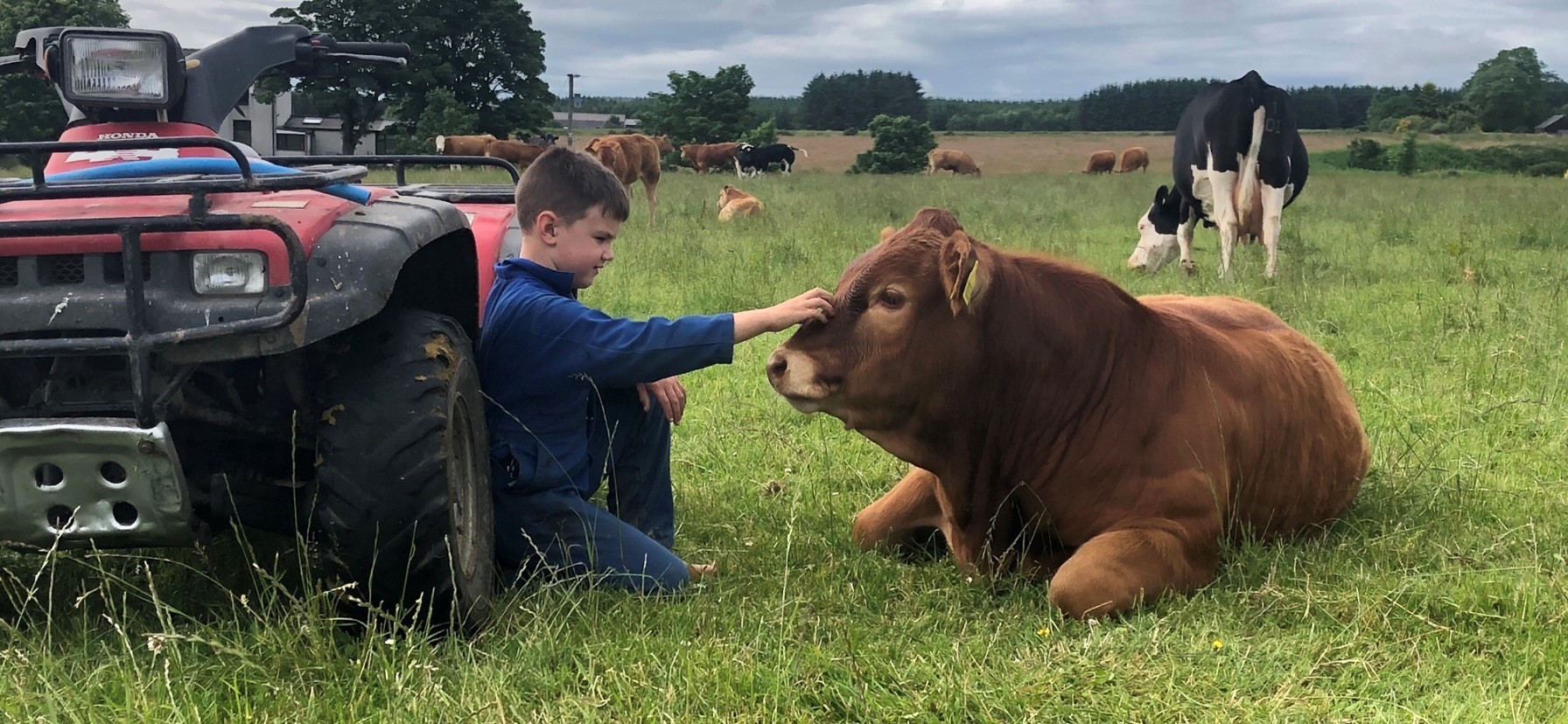 Olly working with his Limousins 