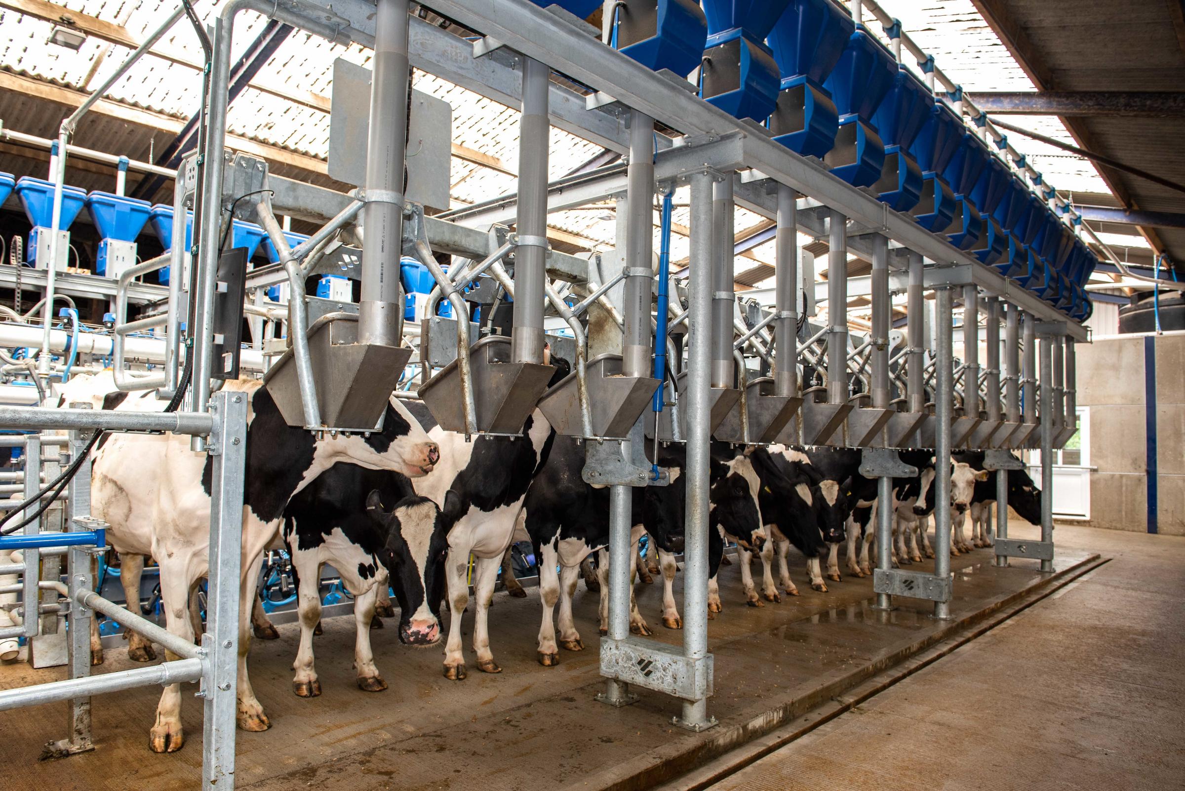 The fast exit system and feeders in the new parlour