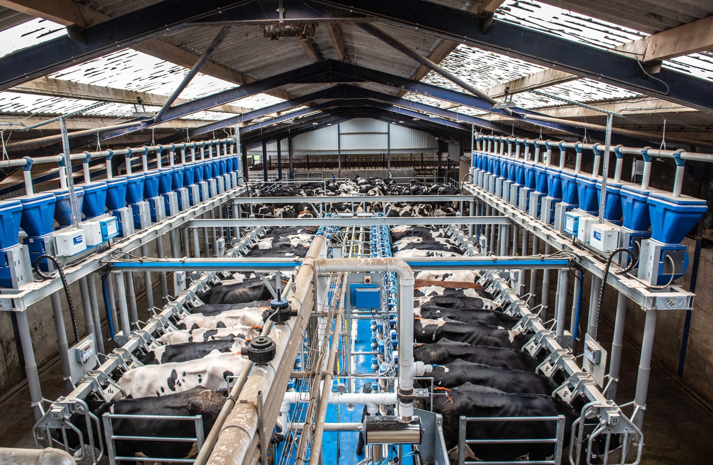 The 90-degree fast axit parlour has helped increase cow productivity and reduced milking times