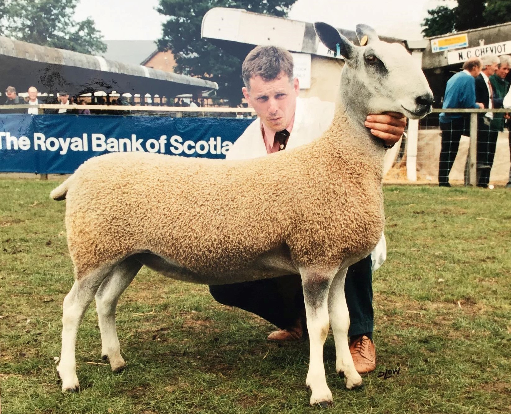 Headlind Sapphire stood Bluefaced Leicester champion, as well as bagging the Queens Cup for the inter-breed pairs in 1997 at the Royal Highland Show 
