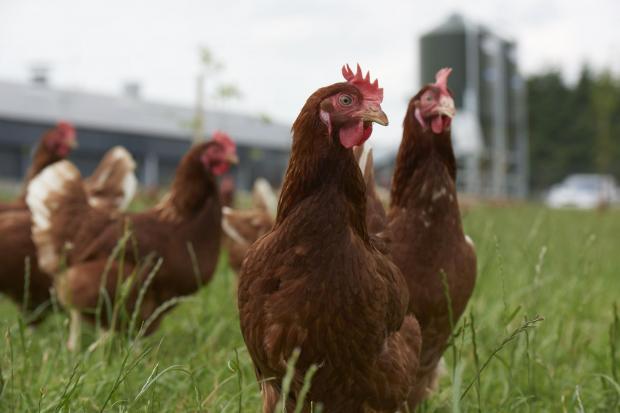 Egg producers are being encouraged to continue worming