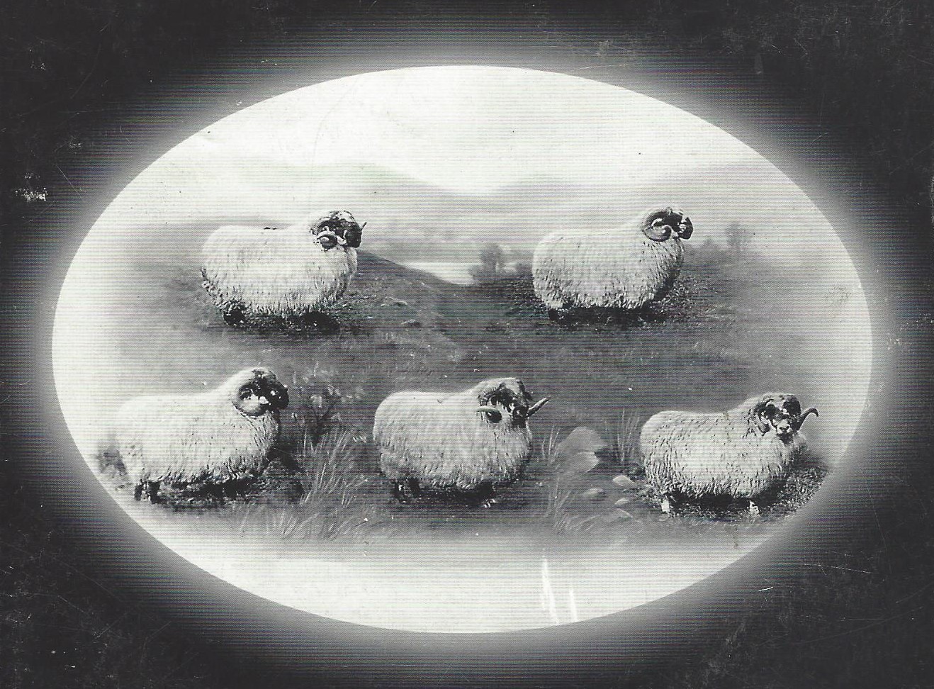 The photographers art back in the early 1900s in a depiction of famous Woolfords sheep