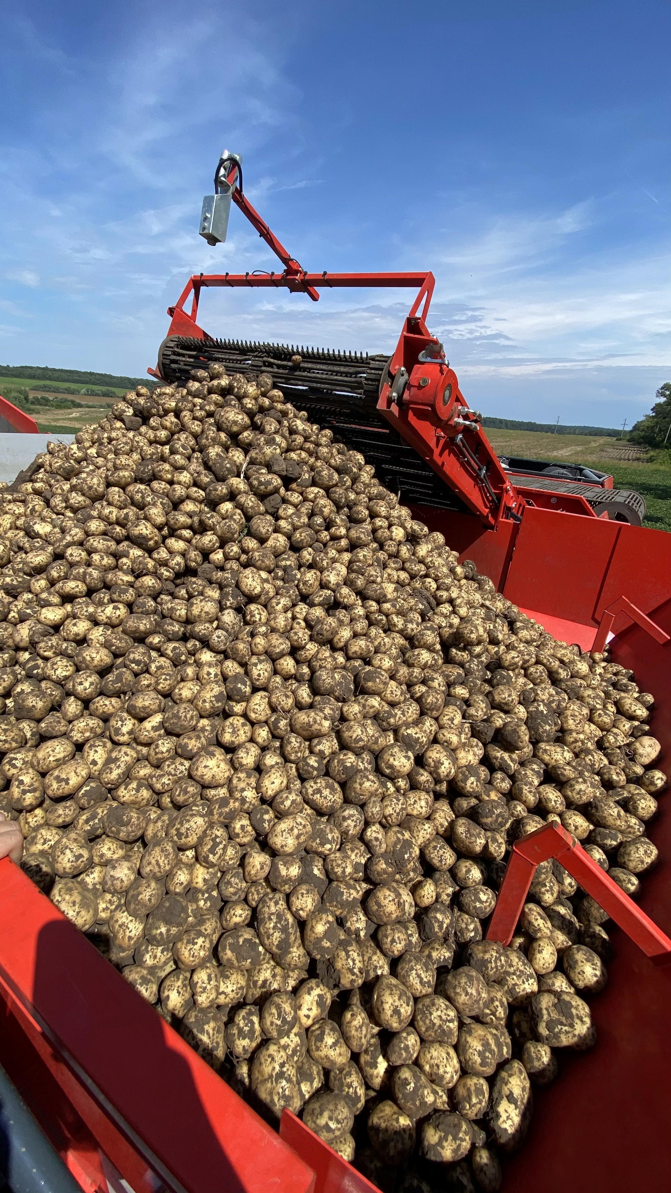A crop of Riviera potatoes flowing into the hopper in Ukraine