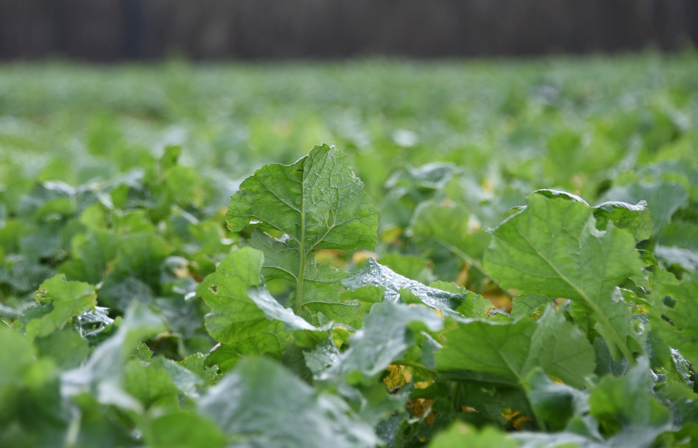 Winter OSR yield results confirm new hybrid as a top performing candidate | The Scottish Farmer