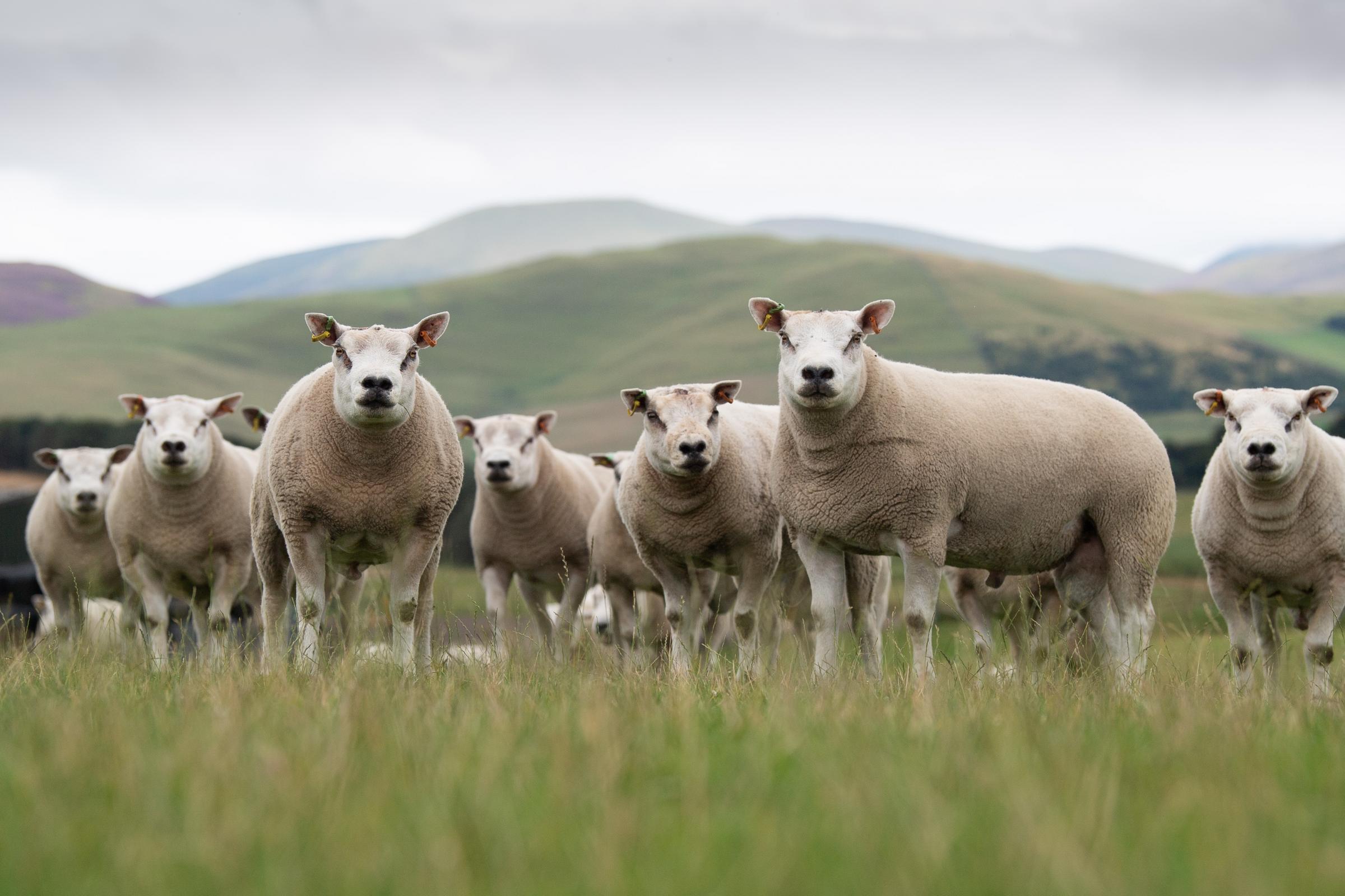 Toftcombs have a good selection of Beltex shearlings bound for Kelso Ref:RH200821088 Rob Haining / The Scottish Farmer...