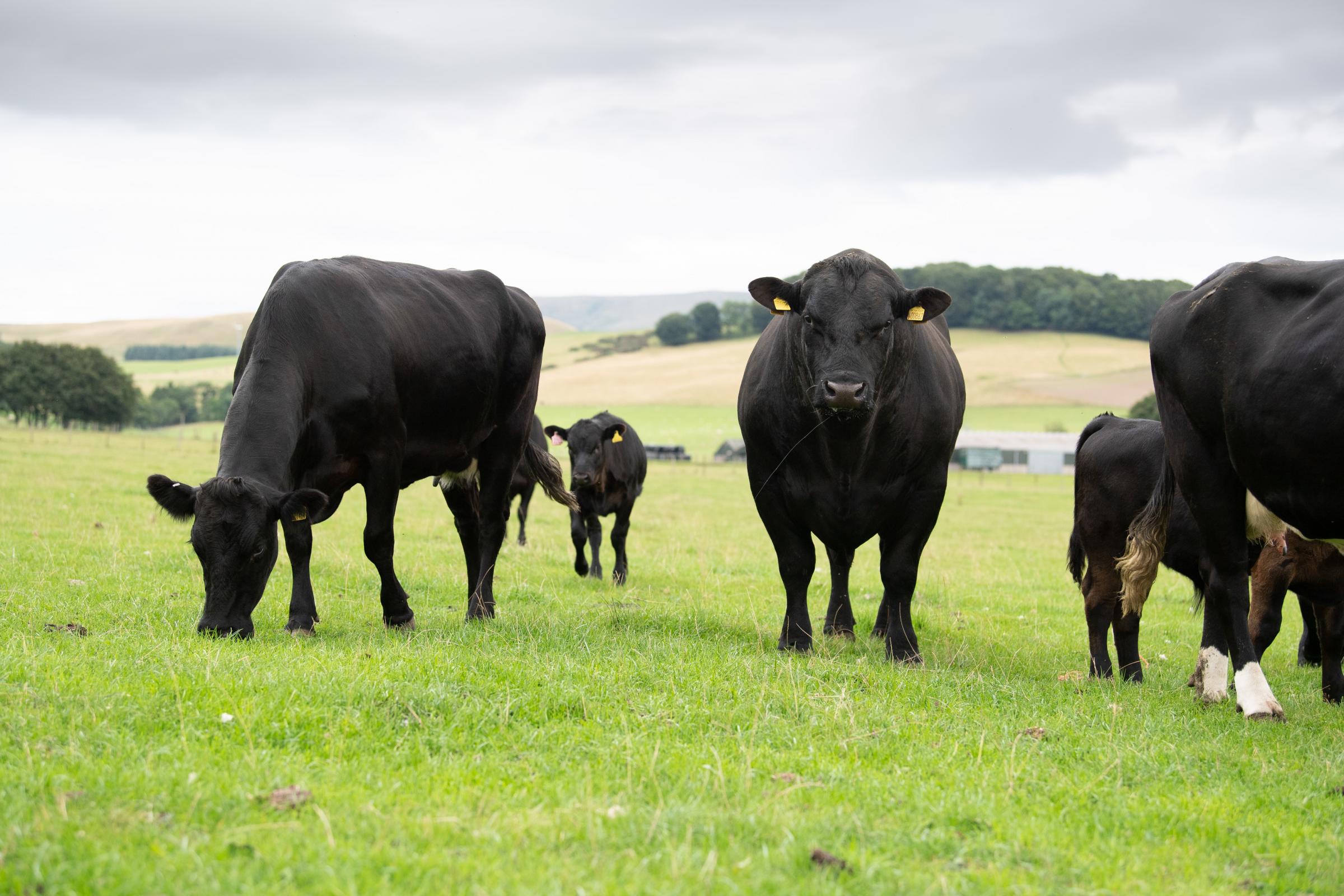 the Gibbs also run a commercial beef herd at Toftcombs Ref:RH200821085 Rob Haining / The Scottish Farmer...