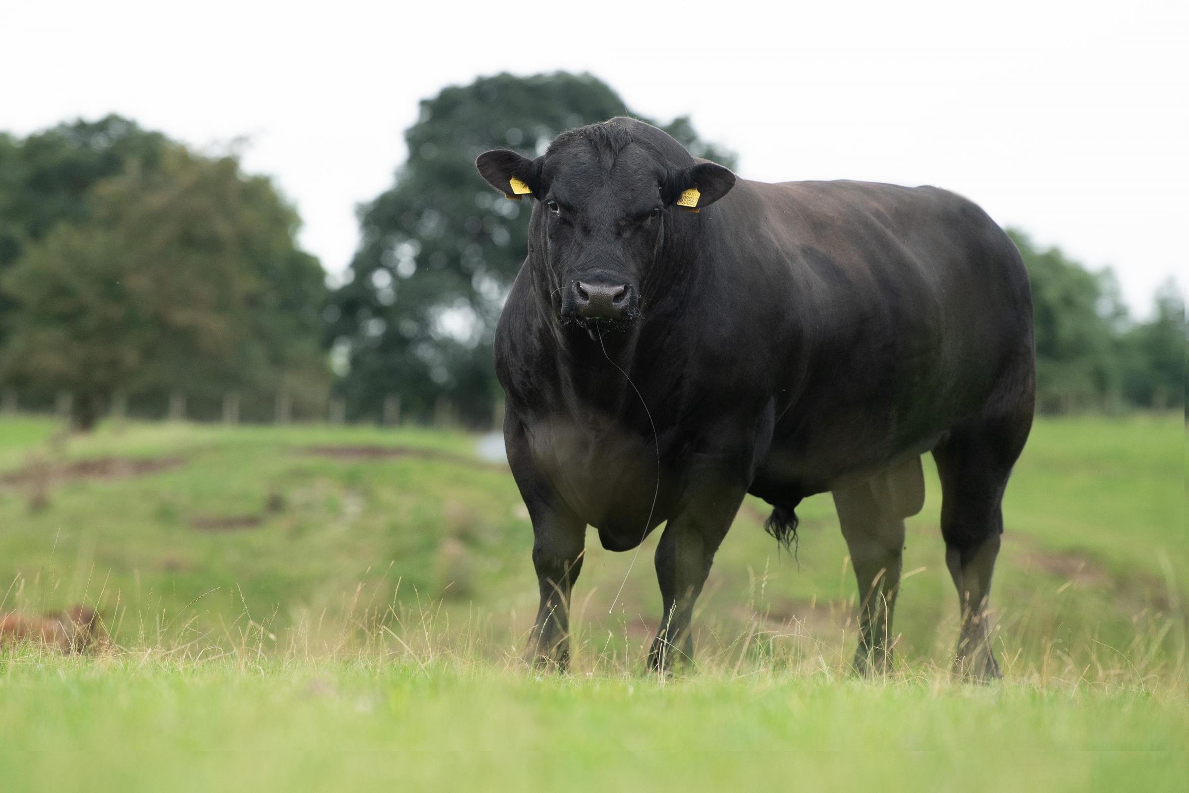 Current Aberdeen Angus stock bull Lorabar Mr Prize Ref:RH200821081 Rob Haining / The Scottish Farmer...