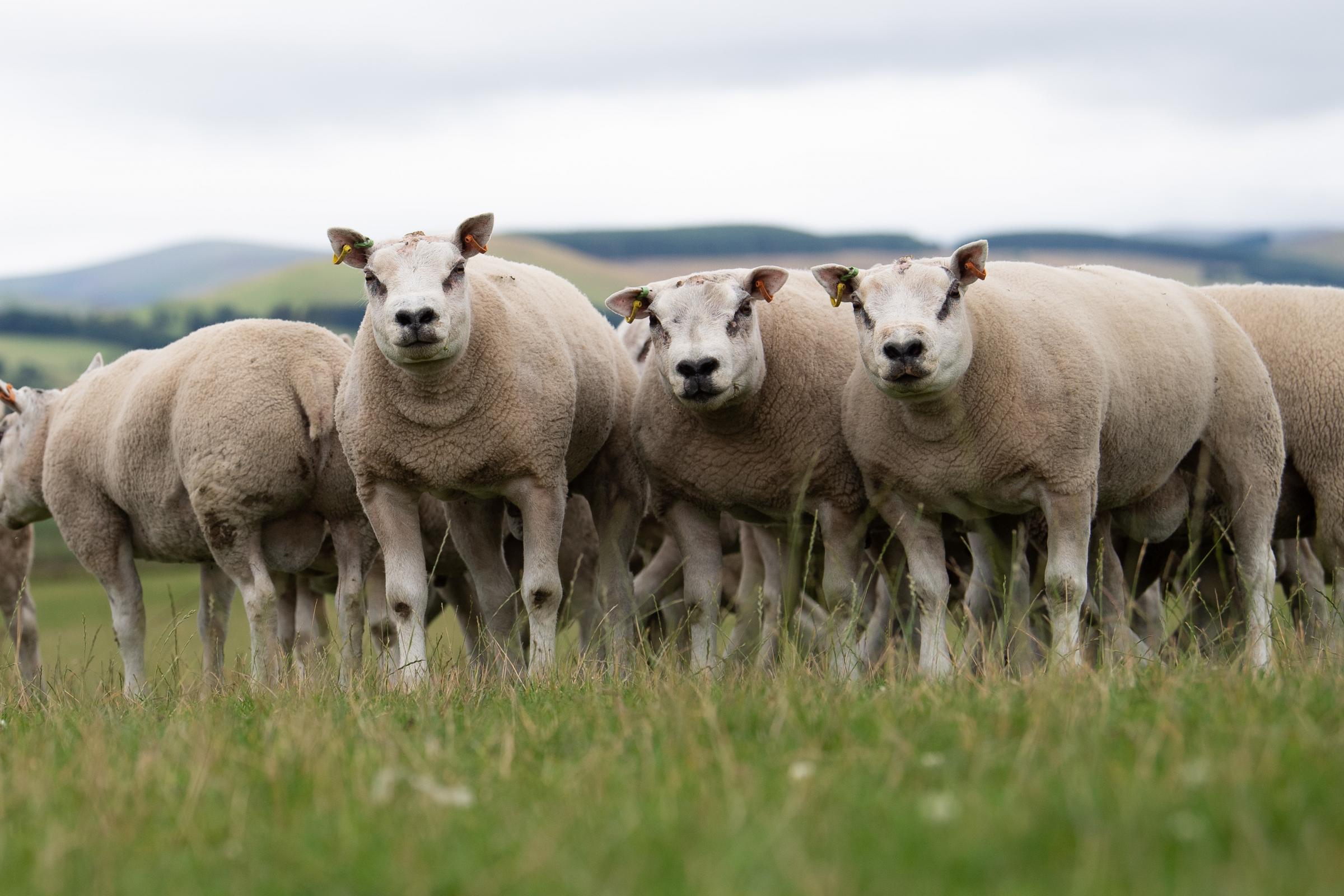 Toftcombs have a good selection of Beltex shearlings bound for Kelso Ref:RH200821090 Rob Haining / The Scottish Farmer...
