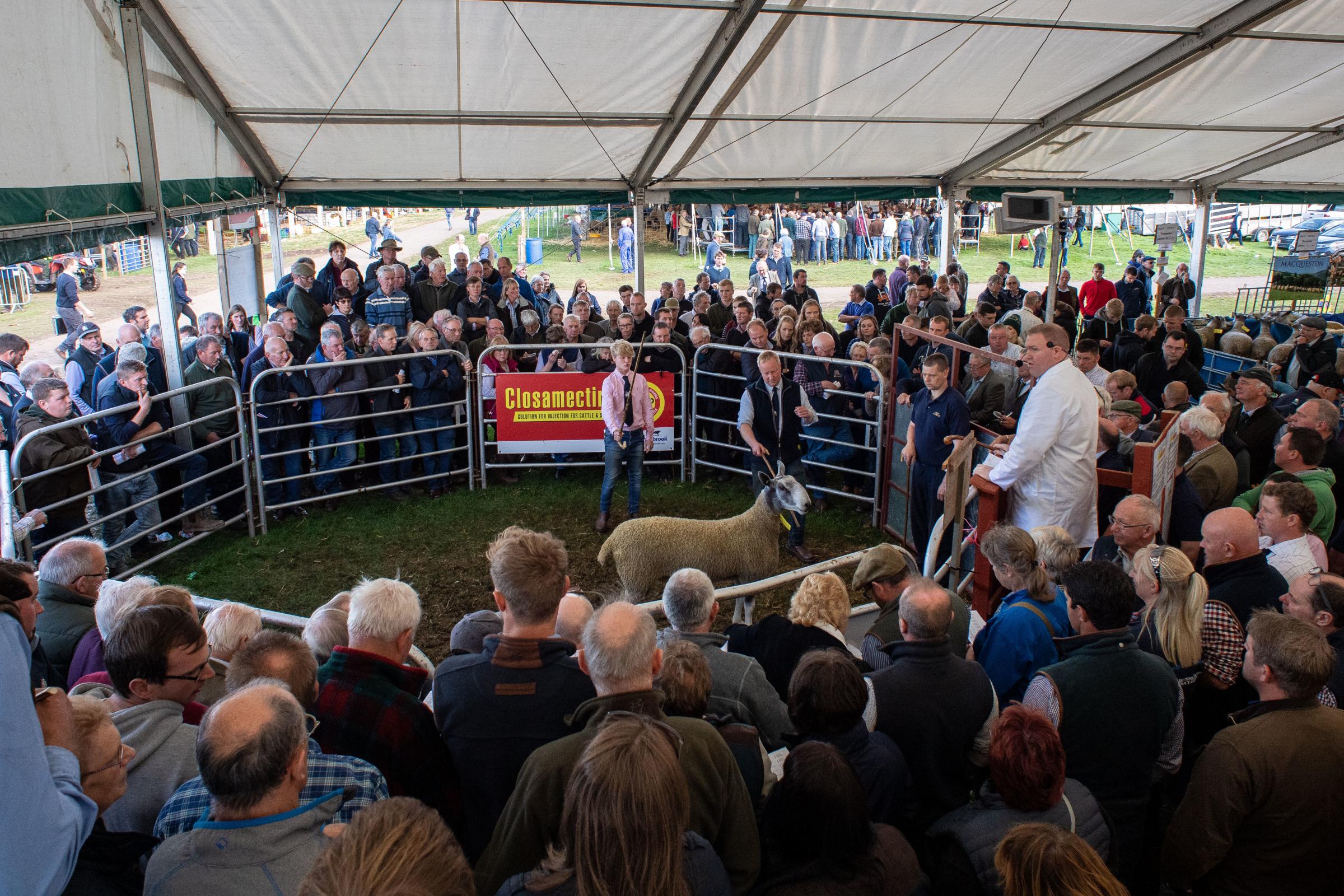 Plenty of potential buyers and spectators gather at Kelso for the Ram Sales, to see well in excess of 4300 sheep sell through 15 rings at the 2019 event Ref:RH130919138 Rob Haining / The Scottish Farmer