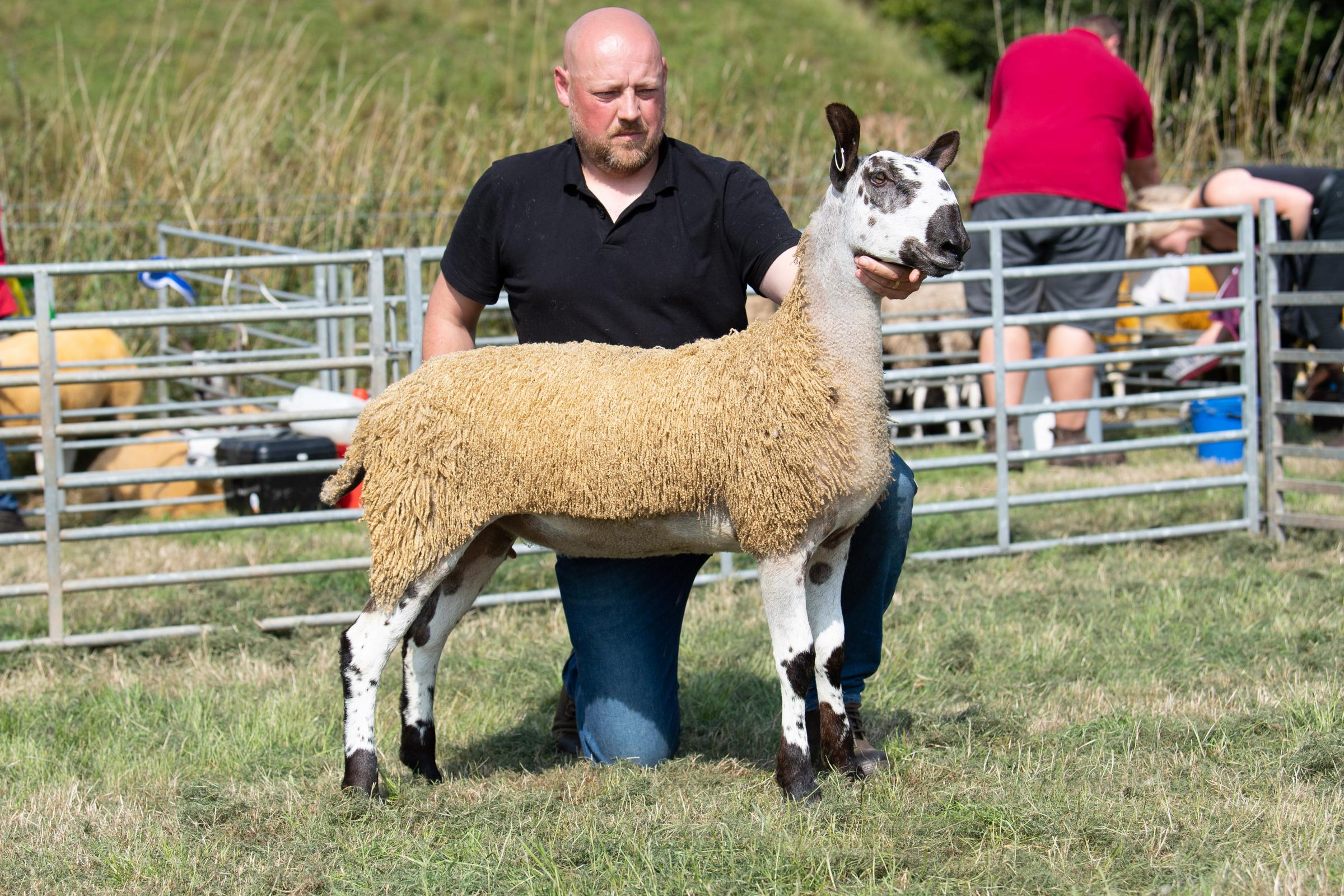 Blue Faced Leicester champion was the ewe lamb from the Kirkpatrick family Ref:RH280821042 Rob Haining / The Scottish Farmer...