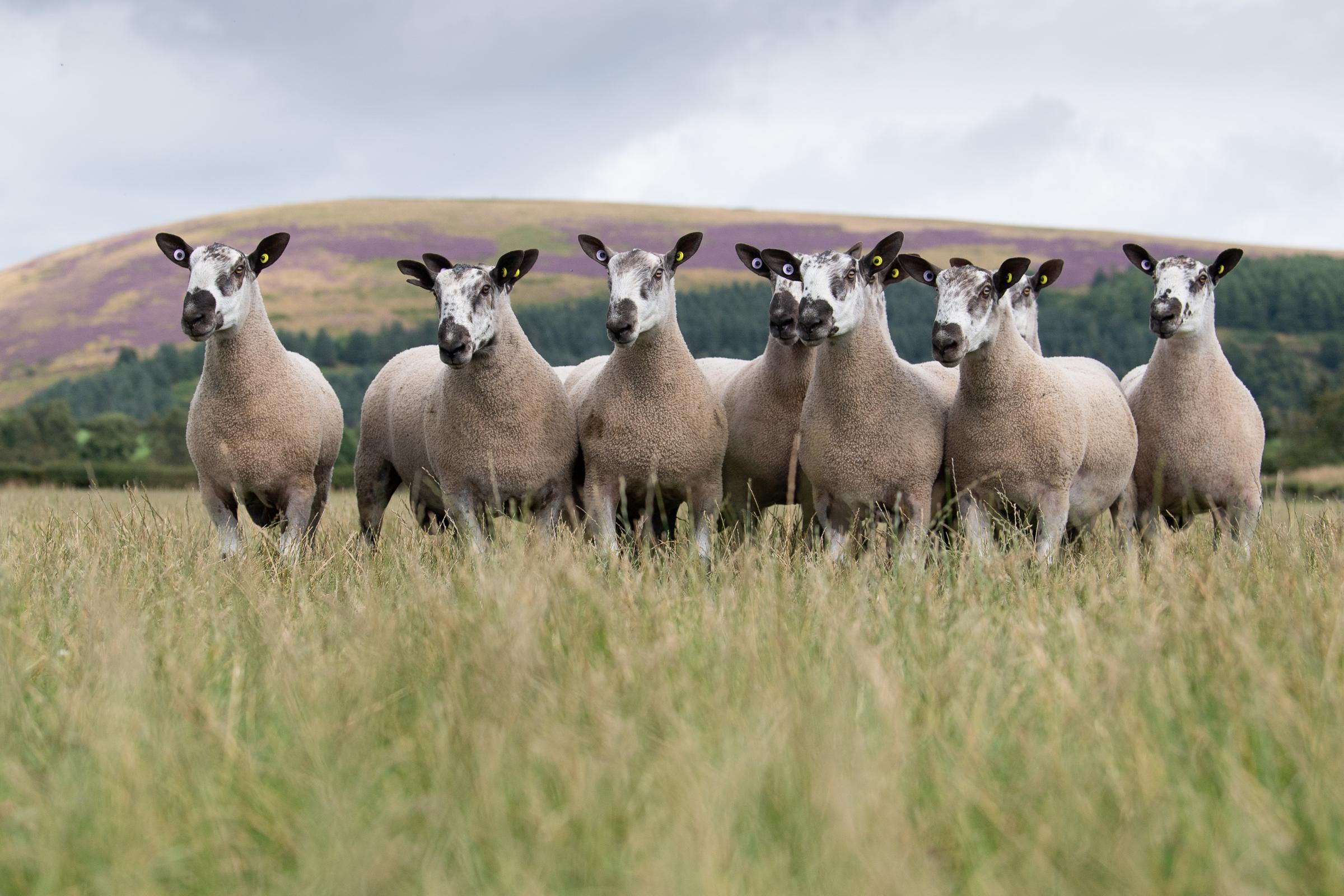Newbigging Walls consignment of shearling Blue Faced Leicester tups bound for Kelso Ref:RH190821043 Rob Haining / The Scottish Farmer...