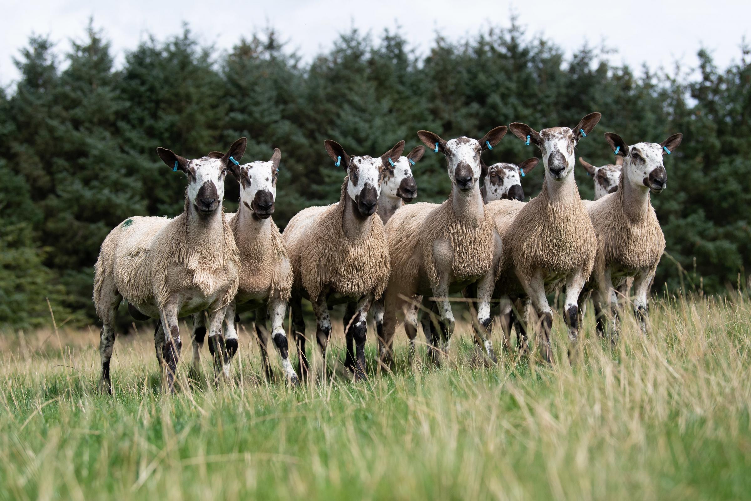 This years Blue Faced Leicester tup lambs that will be used on the flock and sold next year as shearlings Ref:RH190821050 Rob Haining / The Scottish Farmer...