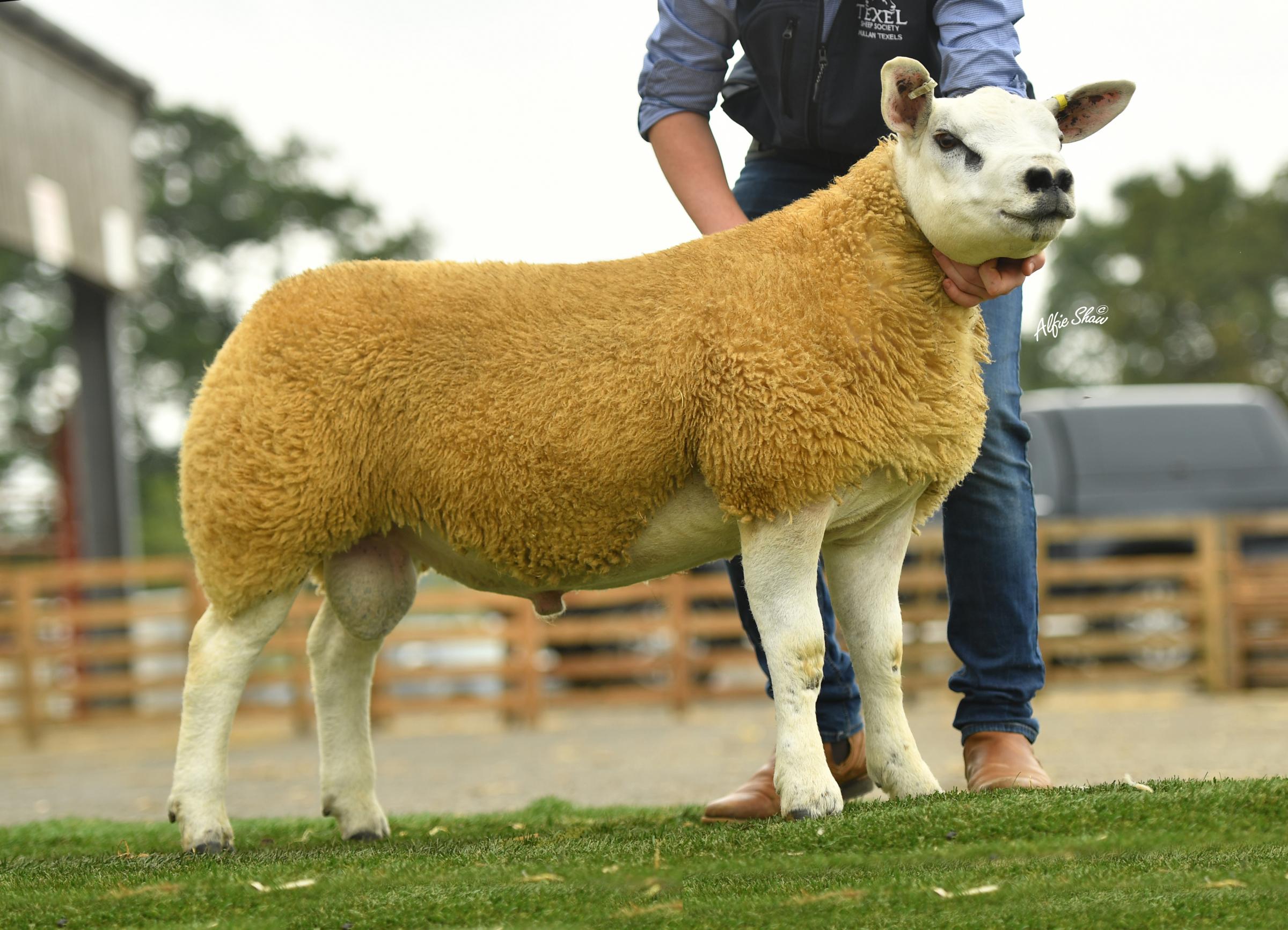 Brian Hanthorns Mullan lamb sold for 9000gns