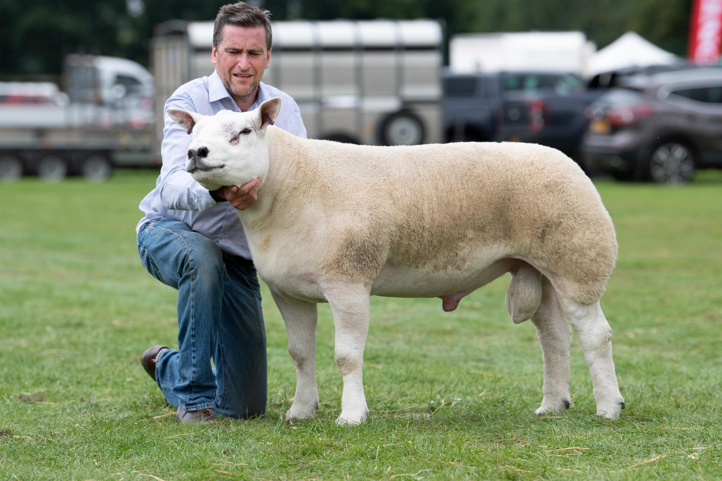 Kennedy family sold this shearling for £20,000 Ref:RH100921105 Rob Haining / The Scottish Farmer...