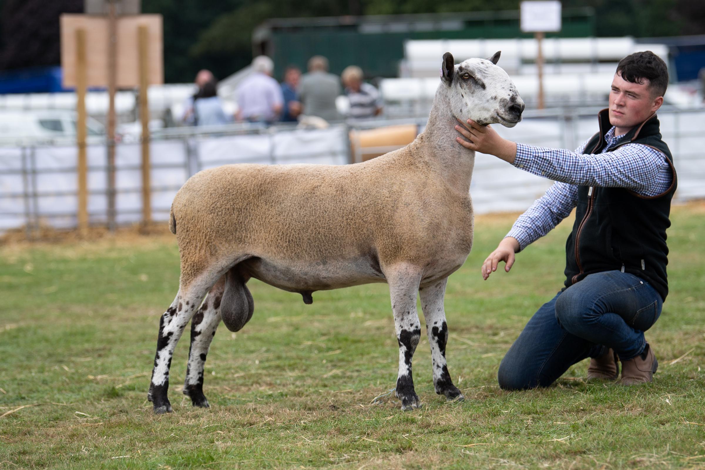 Personal best for Millside at Skipton Blue Texels