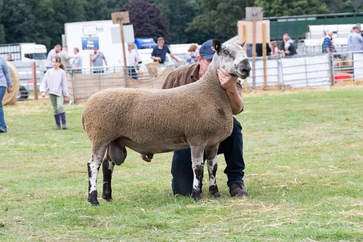 Personal best for Millside at Skipton Blue Texels
