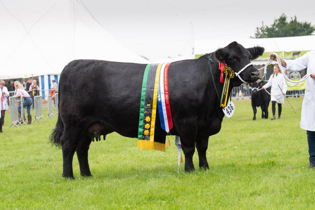 Aberdeen Angus champion was from D and P Evans Ref:RH090921075  Rob Haining / The Scottish Farmer...