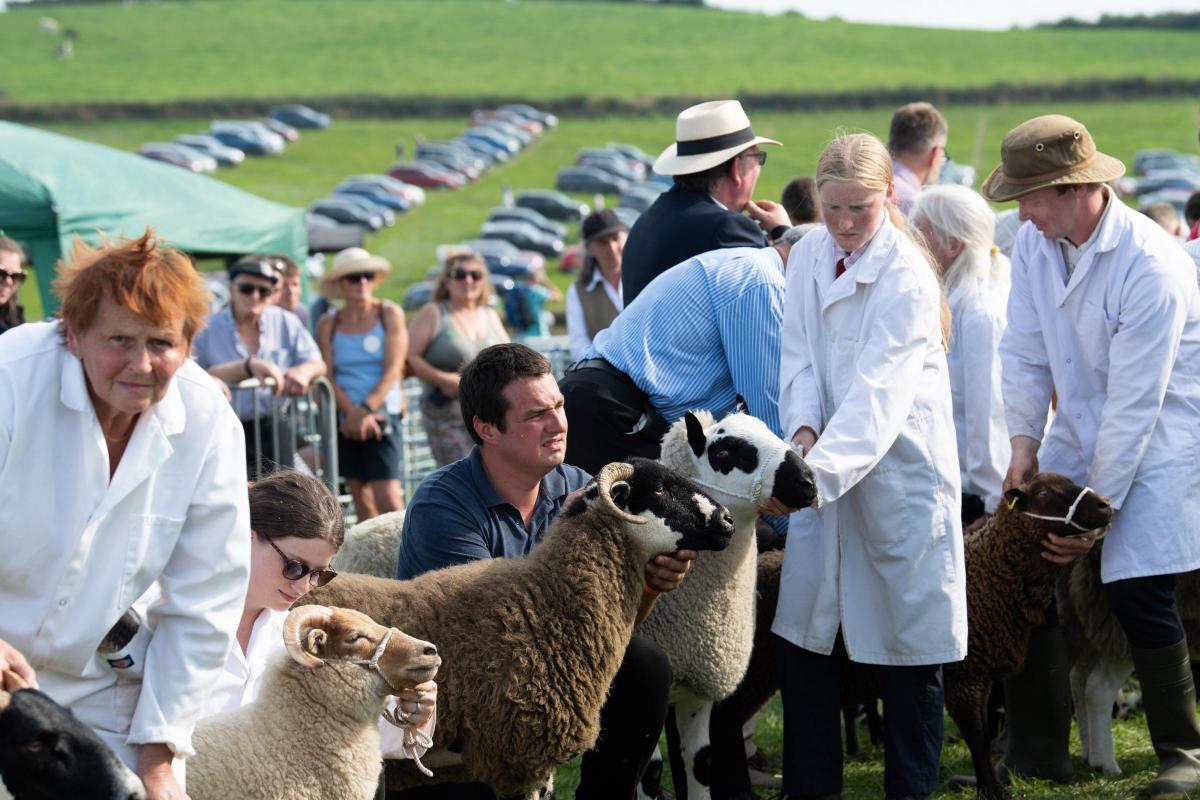 Line up for upland sheep champion, judge on the points system by the breed section judges, where the Park type Cheviot stood champion Ref:RH080921042  Rob Haining / The Scottish Farmer...