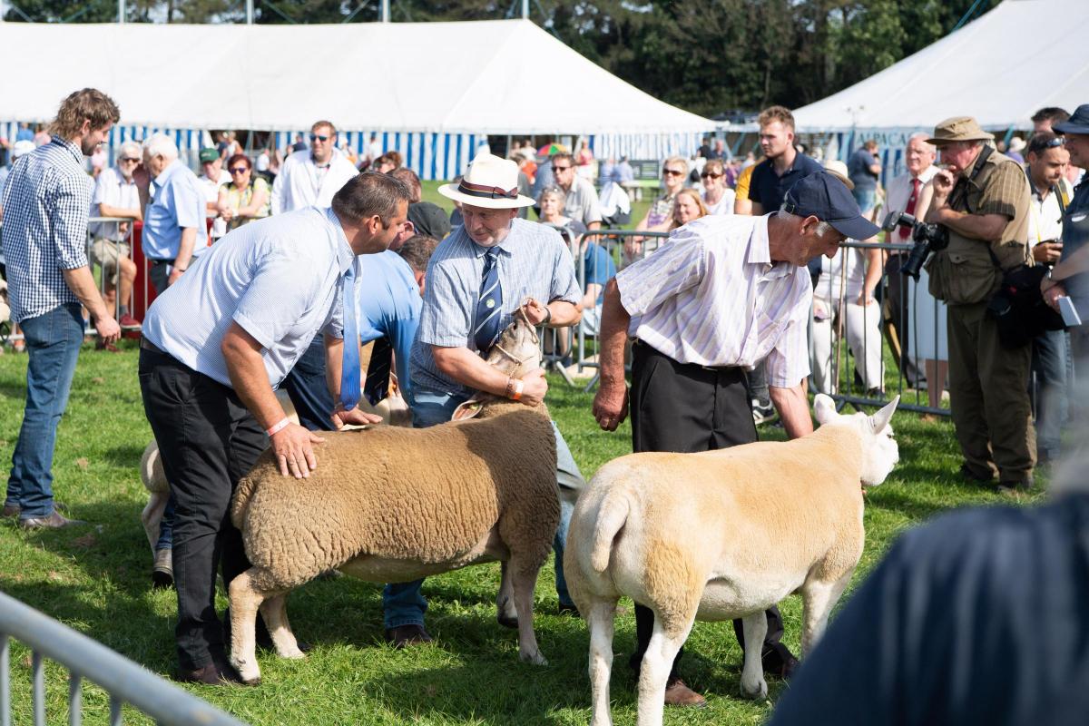 The sun was shining for the sheep interbreeds at warm Westmoreland Show Ref:RH080921022  Rob Haining / The Scottish Farmer...