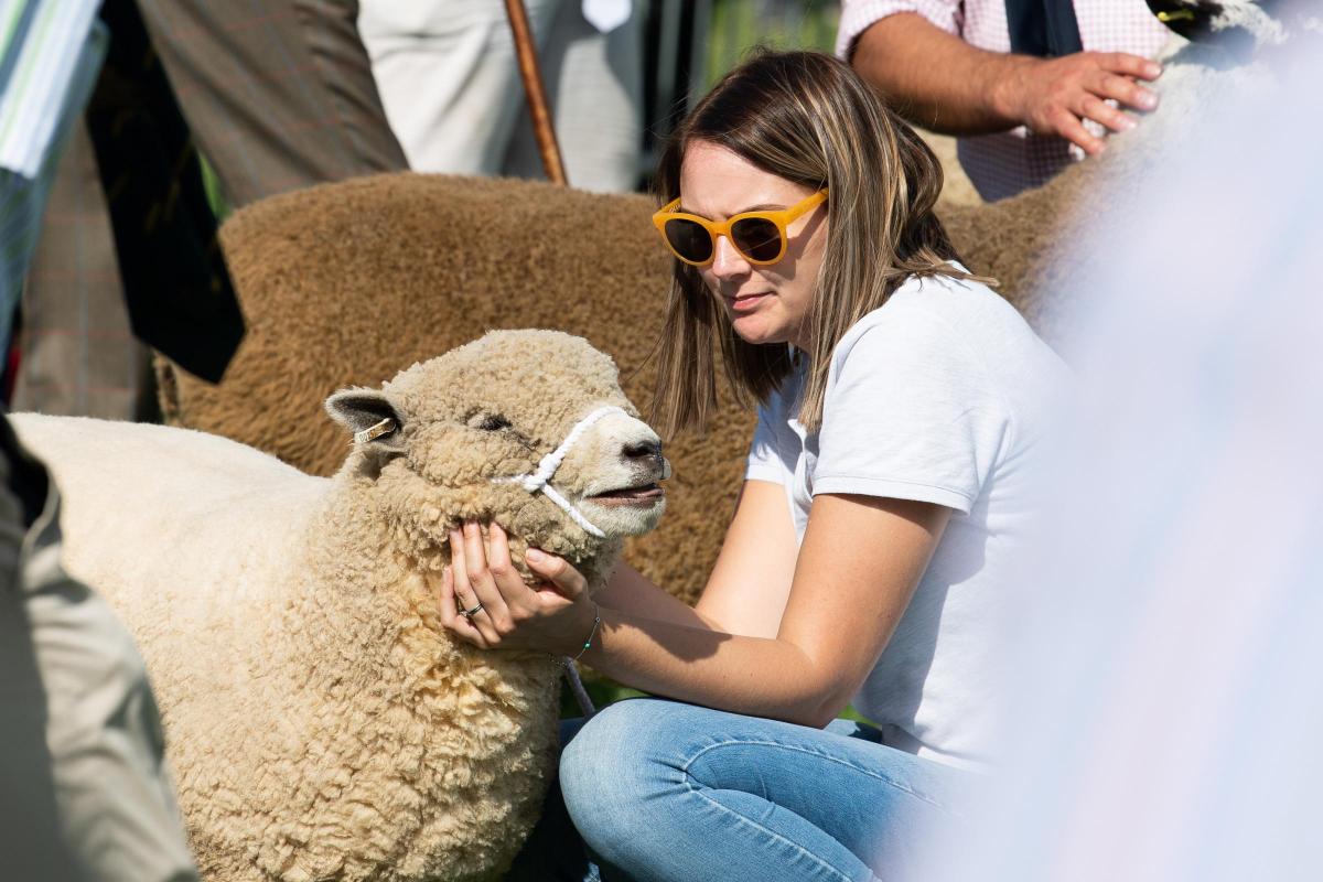 Sunglasses were in order for the sheep classes for the first day at Westmoreland Show Ref:RH080921025  Rob Haining / The Scottish Farmer...
