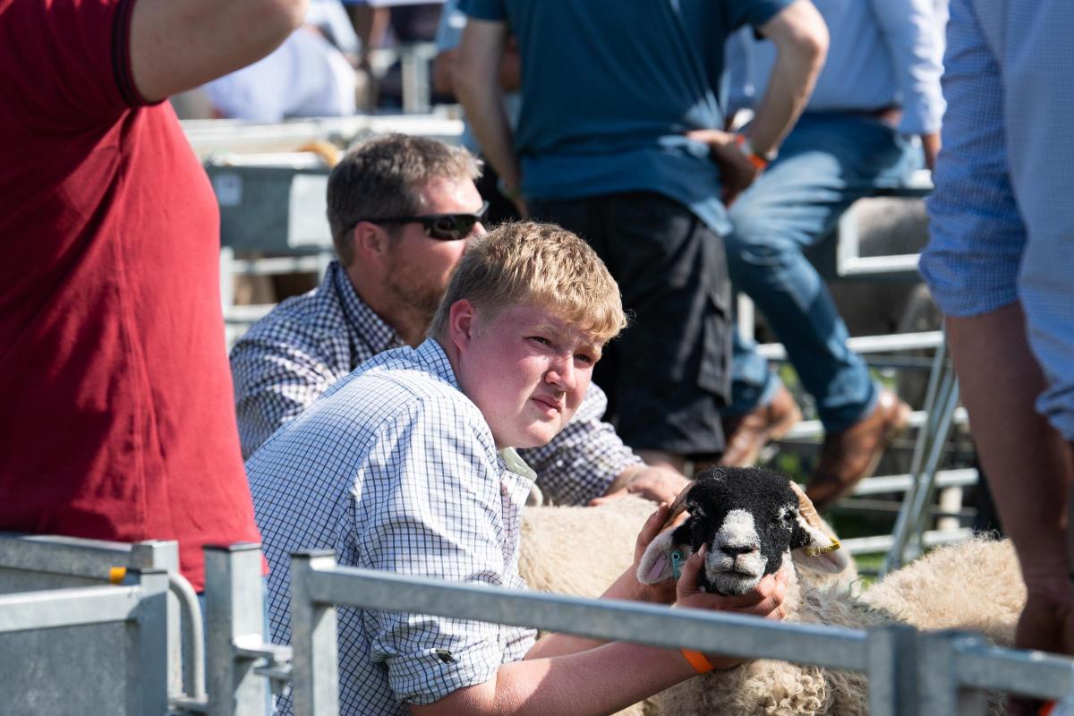 Sam Hutchison keeping his eye on the judge during the Swaledale judging at Westmoreland show Ref:RH080921043  Rob Haining / The Scottish Farmer...