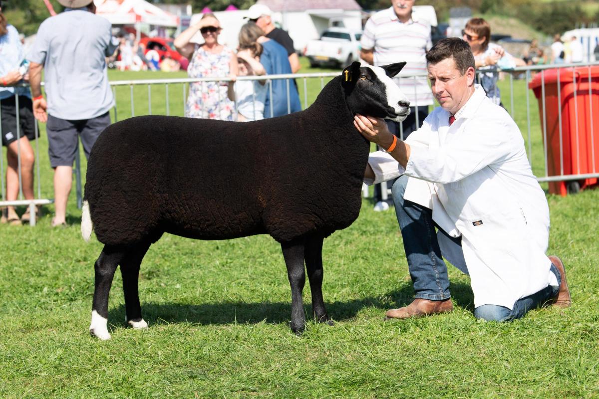 Zwartbles champion was from Peter and Susan Addison Ref:RH080921027  Rob Haining / The Scottish Farmer...