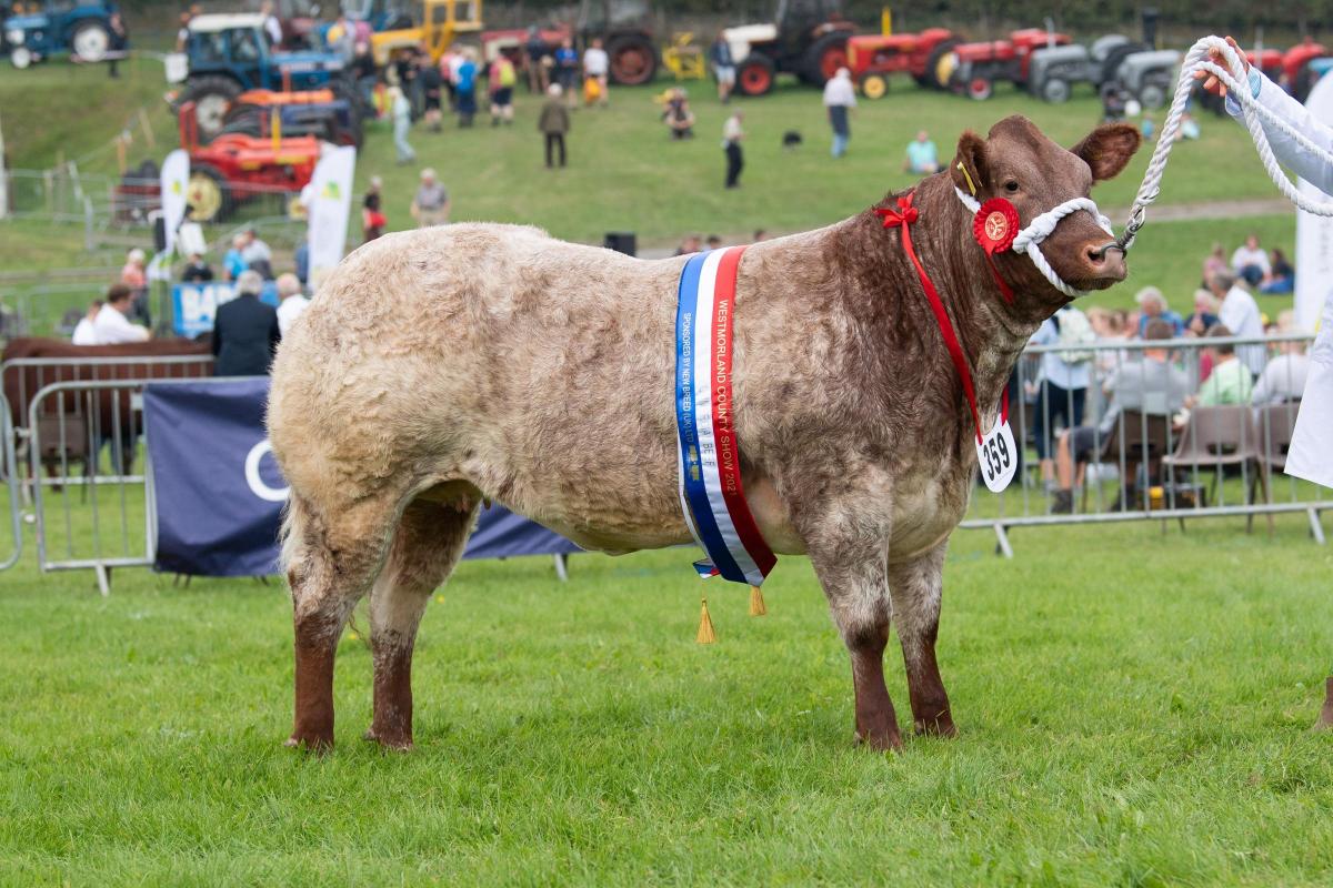 Commercial beef champion was from the Blackshaw and Foster team Ref:RH090921082  Rob Haining / The Scottish Farmer...