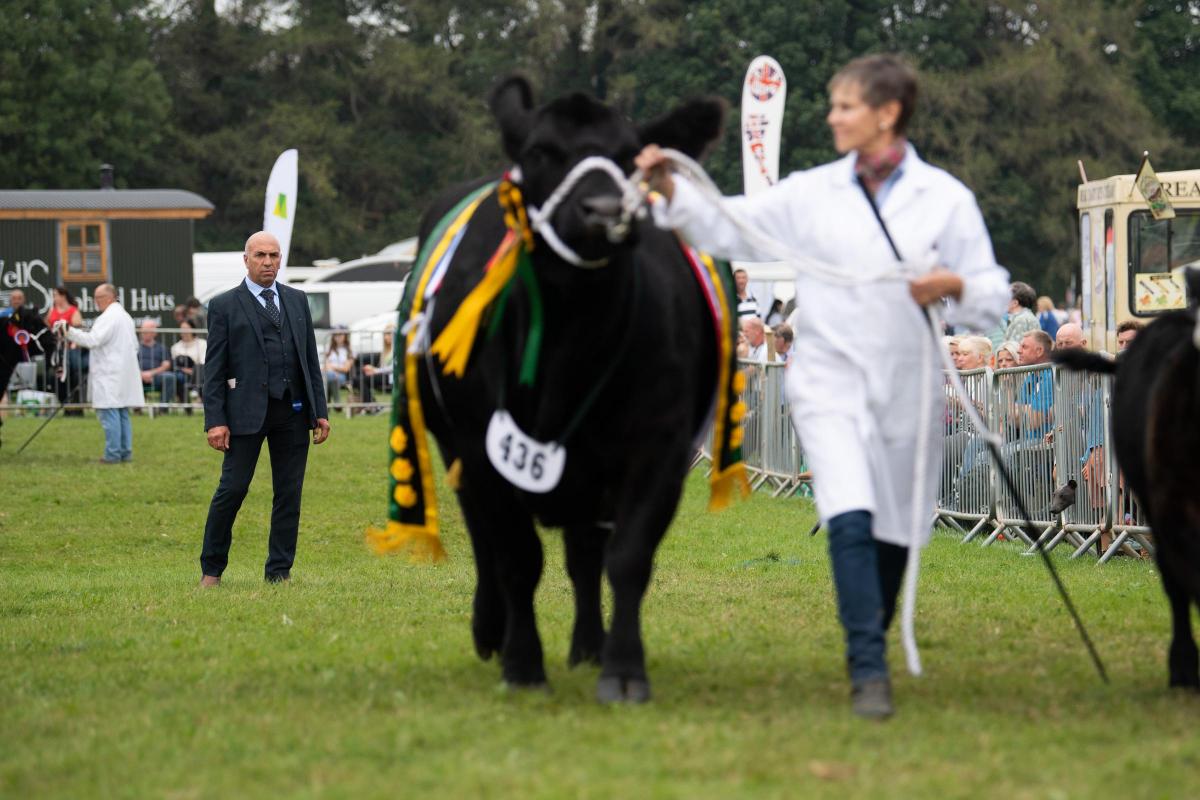 Richard Bartle looks at the Aberdeen Angus breed champion in the interbreed cattle section at Westmoreland show Ref:RH090921093  Rob Haining / The Scottish Farmer...