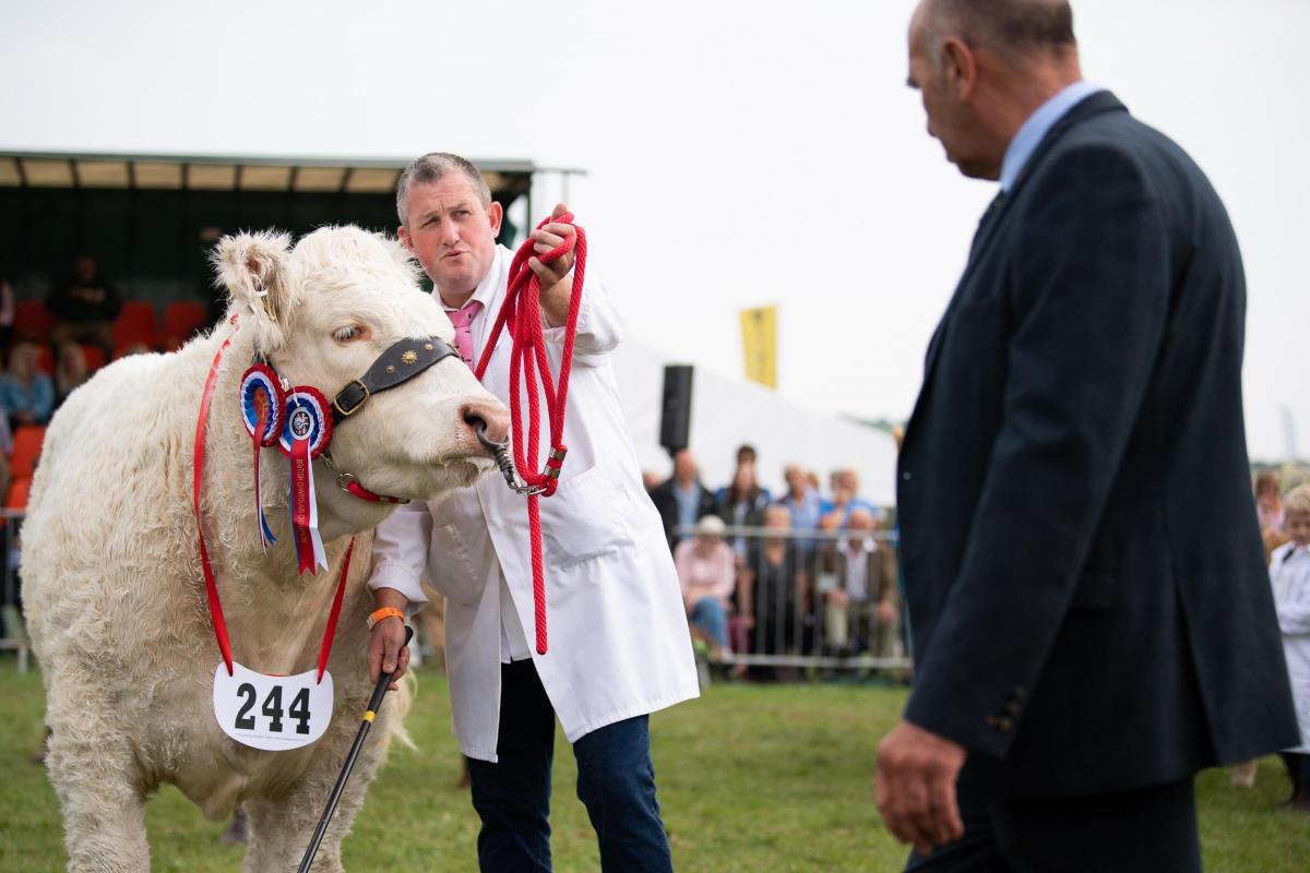 Steven O'kane keeping his eye on judge Richard Bartle during the interbreed championship at Westmoreland show Ref:RH090921104  Rob Haining / The Scottish Farmer...