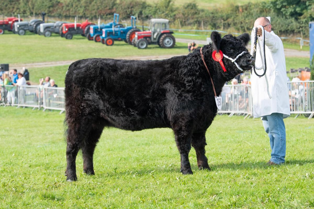 Any Other Breed champion was the Galloway from the  Cornthwaite family Ref:RH090921107  Rob Haining / The Scottish Farmer...