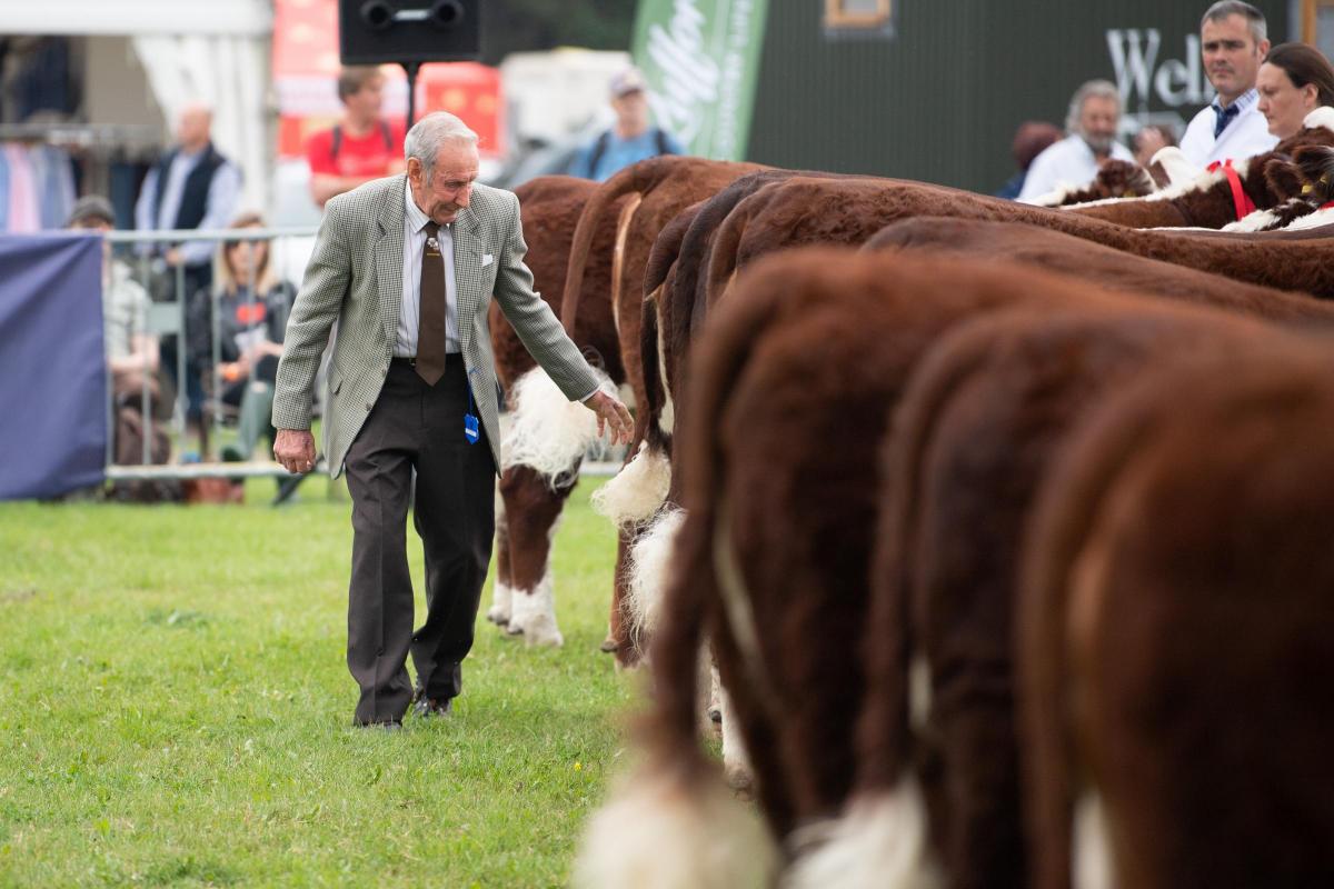 Judge Mr Henry from Brighouse making his way up the line up in the pair competition in the Hereford section   Ref:RH090921073  Rob Haining / The Scottish Farmer...