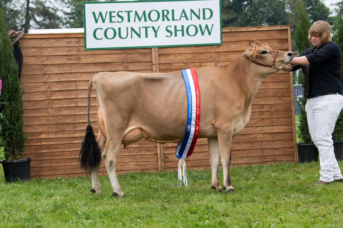 Jersey champion Bayview Nuance Skip 16 from the Pye family  Ref:RH090921064  Rob Haining / The Scottish Farmer...