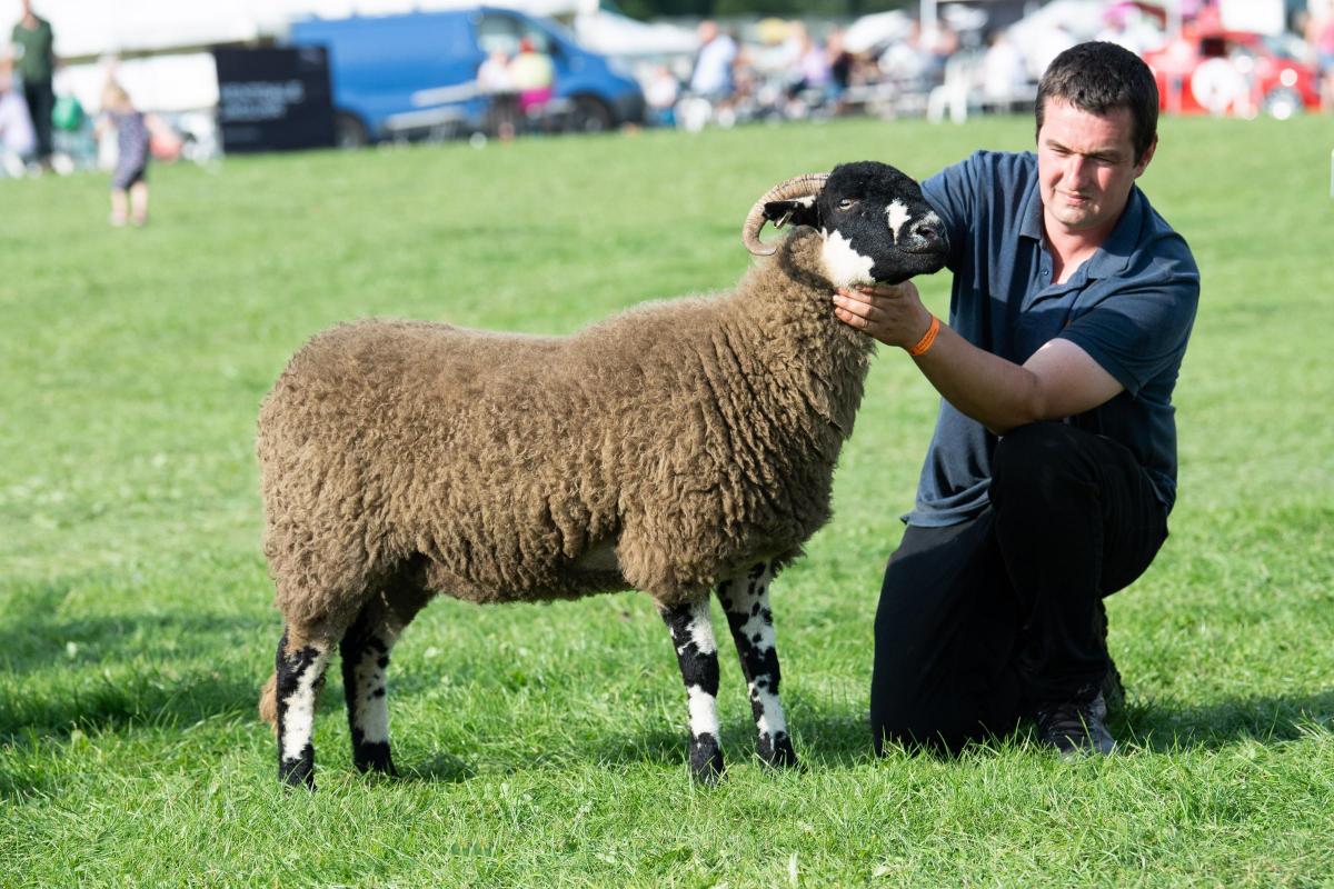 Dales bred champion was from A and M Wright and sons Ref:RH080921039  Rob Haining / The Scottish Farmer...