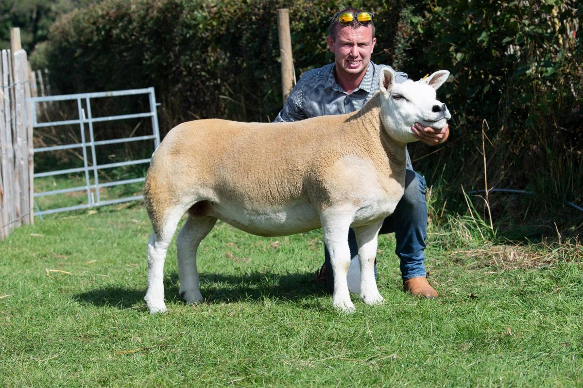 Texel from Peter Woof was reserve in the Terminal sire championship Ref:RH080921020  Rob Haining / The Scottish Farmer...